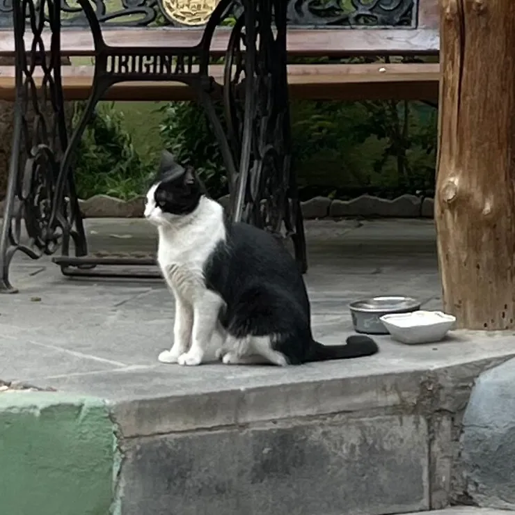 The black and white courtyard cat by its bowls